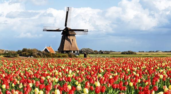 荷兰 郁金香绽放的世界