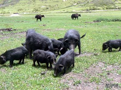 稻城藏香猪