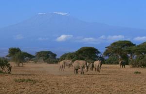 【动物奇遇记】<肯尼亚、坦桑尼亚16天神秘东非之旅>